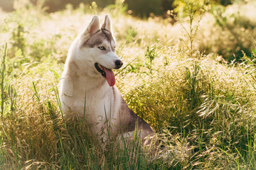 beautiful and cute fun  dog in sunset nature. Siberian husky.