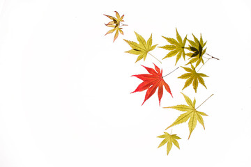 maple leaves