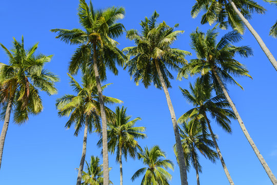 Towering Coconut Trees