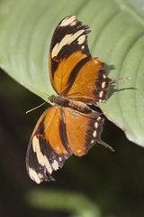 butterfly on the flower