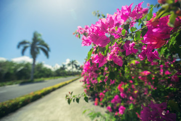 Beautiful alley in the park, caribbean resort with flowers and p