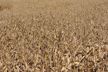 Dry corn plantation