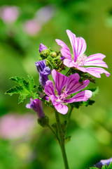 Fototapeta premium Fiore viola su prato, sfondo verde prato, giardino