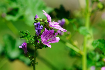 Fiore viola su prato, sfondo verde prato, giardino