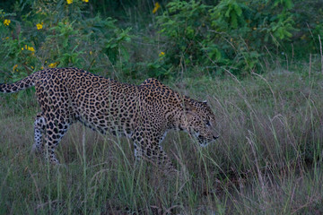 Fototapeta na wymiar Sri Lankan Endemic Leopard - Panthera Pardus Kotiya