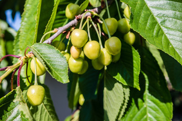 grüner Kirschzweig mit Frucht