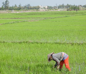 Naklejka na ściany i meble people cultivate rice paddies in Vietnam. Editorial image. Febru