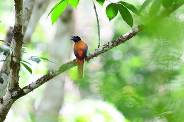 コシアカキヌバネドリ