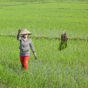 people cultivate rice paddies in Vietnam. Editorial image. Febru