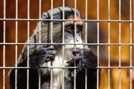 Monkey looking through zoo cell