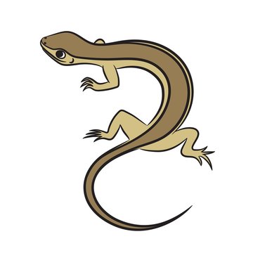 Illustration of little lizard. Vector
