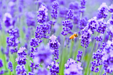 A honeybee flying in the lavender farm.