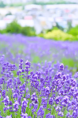 Lavender Farm in summer in Hokkaido, Japan