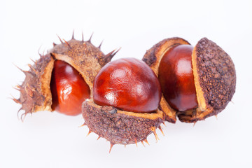 fruits of chestnuts in dry shell isolated on white background