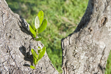 Olive tree bark with sprout