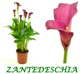 zantedeschia © robert6666