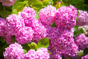 Floral postcard for your design