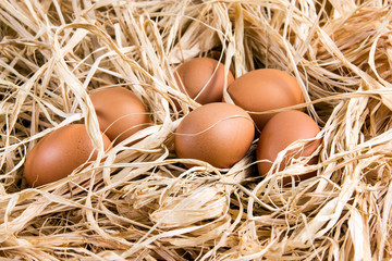 Fresh Chicken brown organic eggs on straw