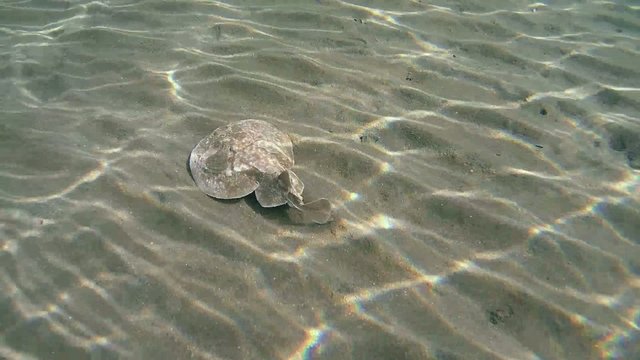 Panther electric ray (Torpedo panthera) swims over a sand 