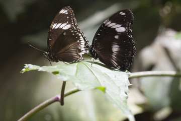 butterfly on the flower