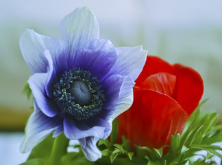 Naklejka premium anemones