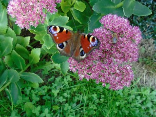 European peacock butterfly (aglais io) and bee on a flower in the garden