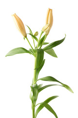 Yellow lily lilium flower isolated