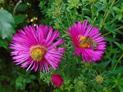 Bee on aster flowers in the garden - macro