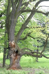 Rozłożyste drzewo leśne © agatop