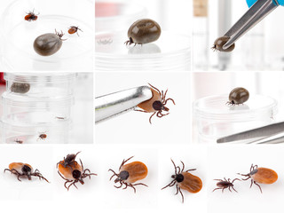 set of Ticks, isolated on a white background