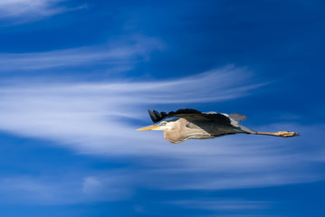 Great Blue Heron in Flight