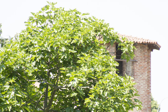 legnano 