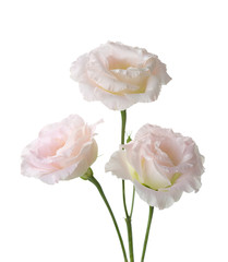 Three pale pink flowers isolated on white. eustoma