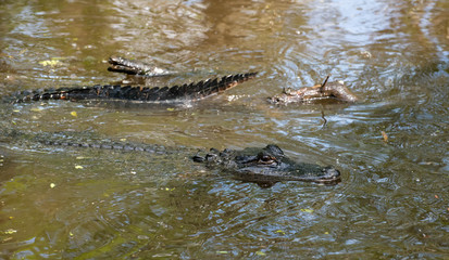 Naklejka premium Alligator resting in the cold swamp waters in Lousiana swamps