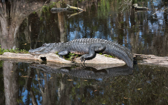 Alligator lying in the middle of the swamp