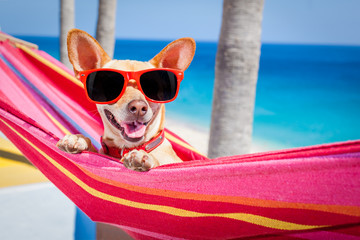 dog summer hammock