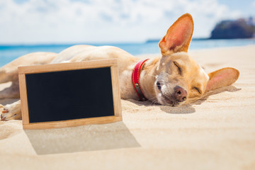 relaxing dog on the beach