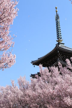6 Best 日本の風景 日本らしい 和風 風景 Images Stock Photos Vectors Adobe Stock 6 Best 日本の風景 日本らしい 和風 風景 Images Stock Photos Vectors Adobe Stock
