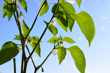 家庭菜園（ピーマンの花）