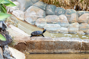 Turtle or tortoise on stone