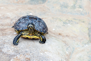 Turtle or tortoise