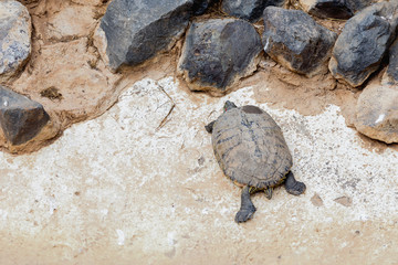 Turtle or tortoise on stone shore