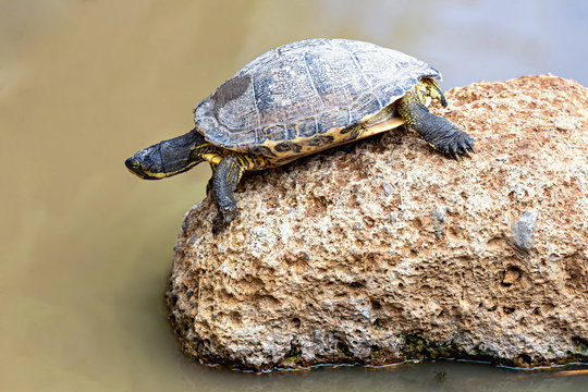 Turtle or tortoise
