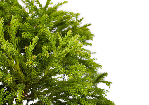 Cryptomeria japonica 'Globosa Nana' (Dwarf Globe Japanese Cedar)
