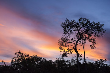 black tree silhouette on sunset