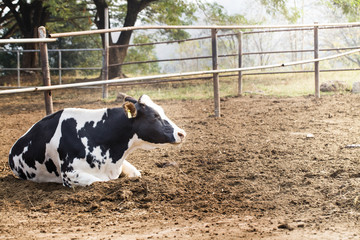 cow  in a farm