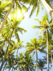 Fototapeta premium Coconut tree