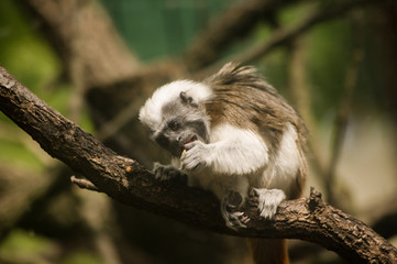 Cotton-top tamarin. Eating cotton-top tamarin on the tree.