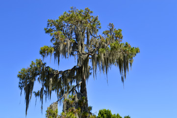 Swamp cypress with spanish moss growing on it