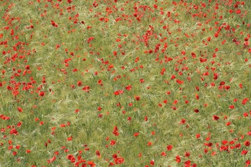 Red poppies on the field